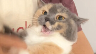The little cat is not without temper, she just pampers me.