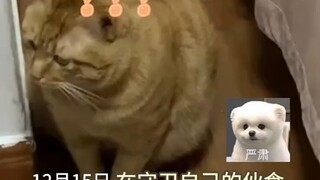 The kitten was worried that its cat food was gone, so it guarded it carefully in front, but the food