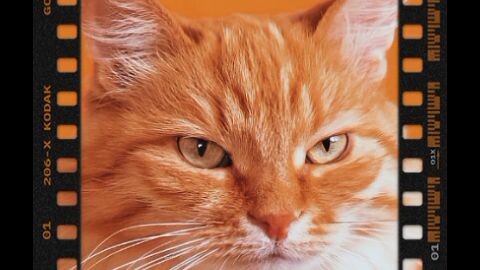 kucing pemberani