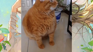 CUTE PET #น่ารัก&ตลก #5555+