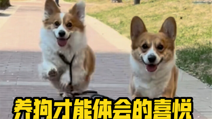 Kebahagiaan yang hanya bisa dirasakan saat memelihara anjing