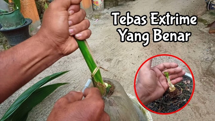 CARA TEBAS BONSAI KELAPA YANG BENAR | TUNAS AKAN TUMBUH CEPAT