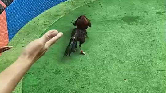 kaichon Thailand  #chicken fighting