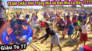 Thu Hoạch Mía Cùng Người Dân Tự Trồng và  Mang Xuống Chợ Để Bán || Hết Sạch Trong 1 Nốt Nhạc