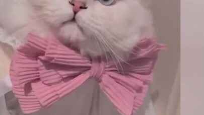 Kucing itu ditolak saat diajak berkencan, jadi pemiliknya datang melamar dengan "mahar" keesokan har