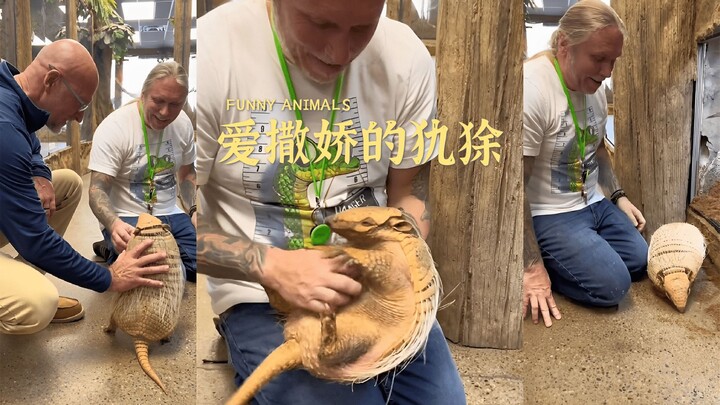 كيف يشبه المدرع الجرو الصغير إلى هذا الحد، بل ويتملق البشر أيضًا!!!