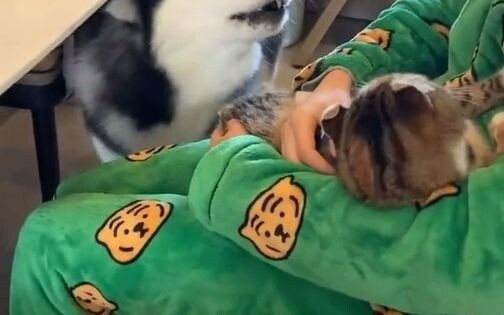 Doggy: If I get mad, I’ll tear your whole house down! Think carefully now—do you want to cuddle me o