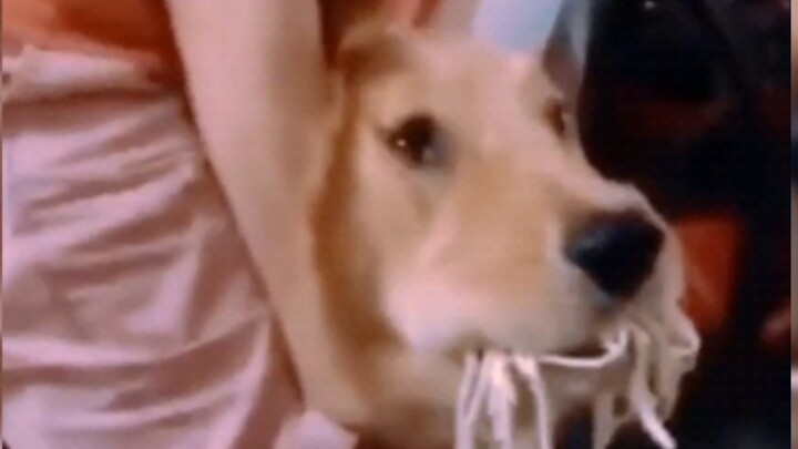 Just how much do Golden Retrievers love to eat… let me put it this way: