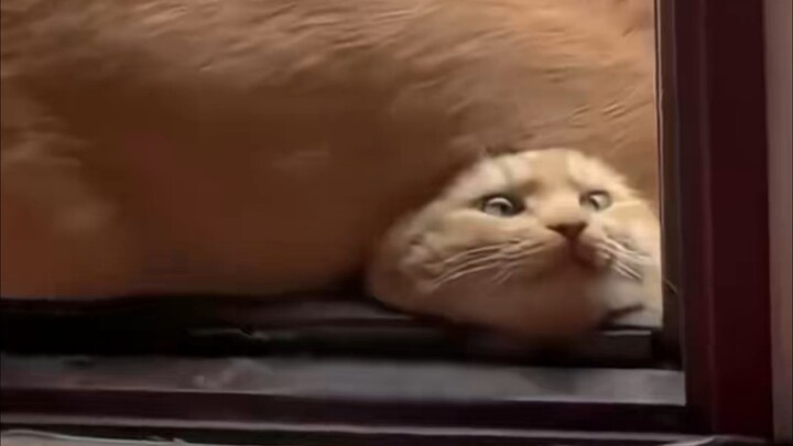 هناك سبب يجعل القطط لا تحب الكلاب