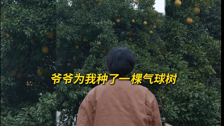 Kakek menanam seekor pohon balon untukku