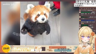 日本大憨憨看《小熊猫真的好可爱呀，治愈率百分之百》