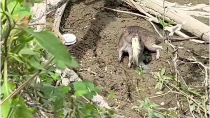 เลี้ยงปลา เลี้ยงหมา เลี้ยงเป็ด เลี้ยงไก่ วันนี้เพิ่งเห็นว่ายังมีเลี้ยงหนูด้วยนะ