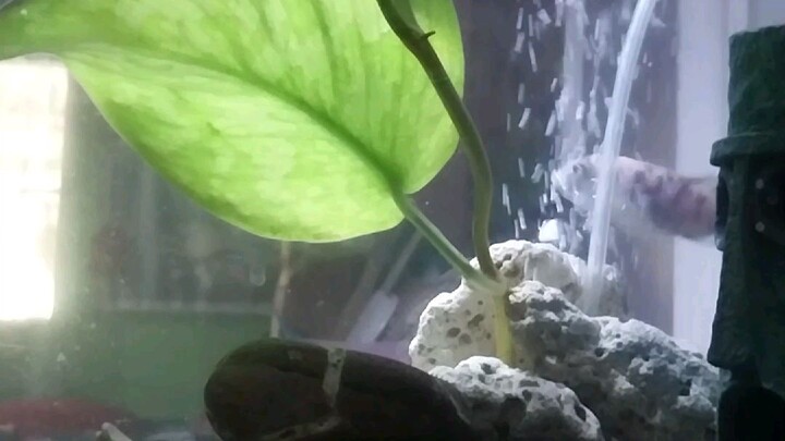 FishCool