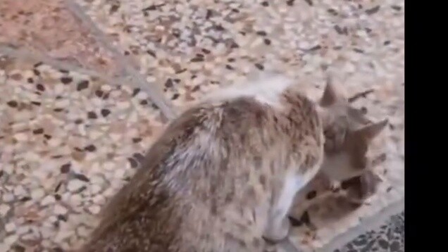 Cat: You even called mom