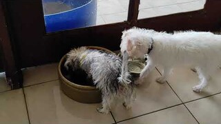 dog shnauzer  puppy  love to play water 💦