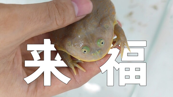 Roti kukus dingin yang suka menggigit jari, anggota baru Lai Fu! Kodok badut