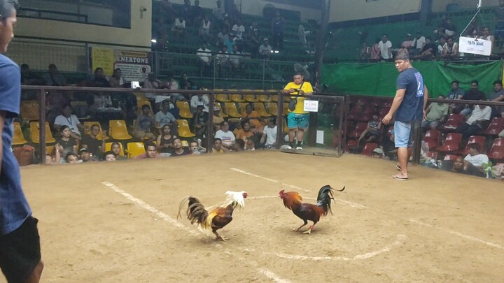 2HITS DOUBLE ENTRY 2nd FIGHT WIN SI TALISAY GOLD TIBAY HINDI SUMUKO  LABAS DIN BITUKA  JAN. 11, 2026