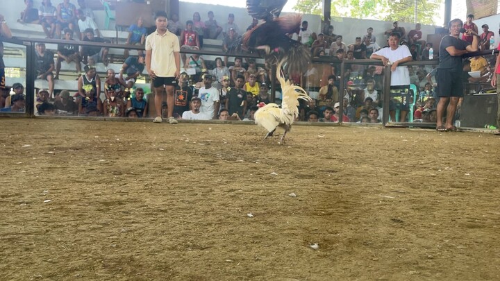 Lopez conchita SBR win vs. white