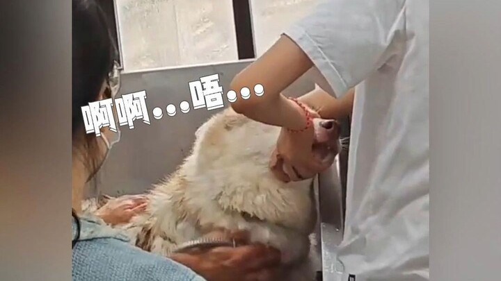 Chủ nhân chê chó sủa ồn quá, liền thẳng tay tắt mic cho chó
