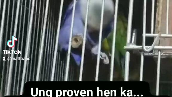 proven hen ka..tpos kumakasta k s perch