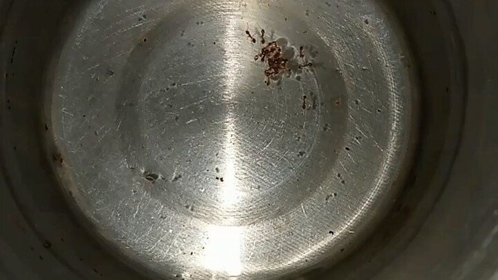 How ants help each other to survive🥺