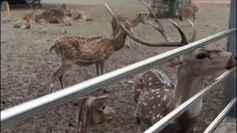 Deer Eat Very Beautiful Grass. Sundarban Koromjol Mongla