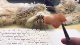 Cho Mèo Sữa Một Miếng Thịt Lúc Nó Đang Ngủ...