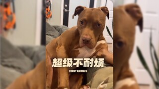 الكلب: أنت مزعج جدًا‼️