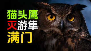 猫头鹰被游隼挑衅，晚上疯狂报复 #猫头鹰 #游隼 #动物科普