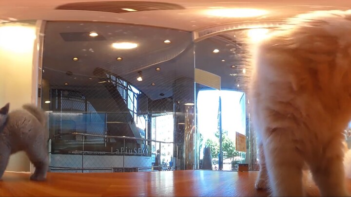 【360° Panoramic VR】Warning! You are surrounded by cats