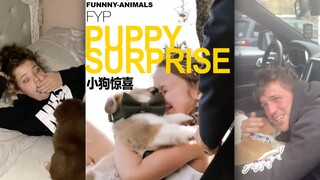 Who wouldn't want to receive a puppy?