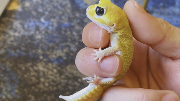 Today's Pikachu is especially elegant.