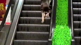 😅😅😅😅😅😅funnny dog
