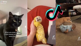 TikToks but they are a CATastrophe - TikTok Cat Compilation