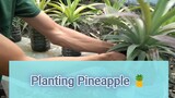 Planting Pineapple Ideas
