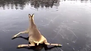“鹿” 面 湿 滑