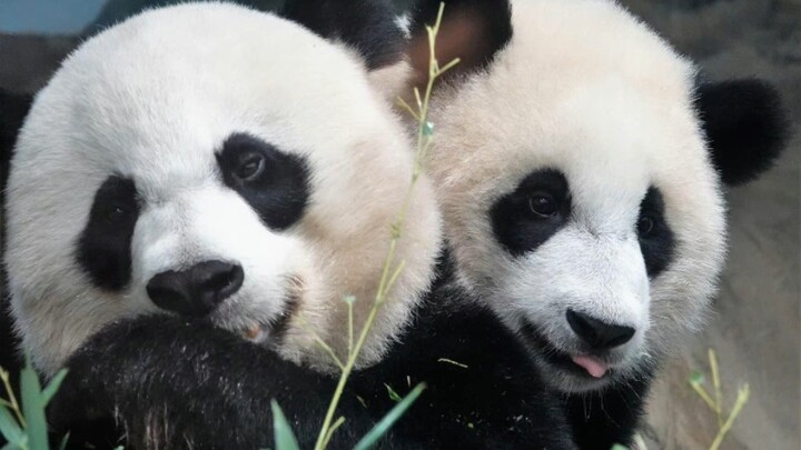 [Pandas] The Daily Life Of Pandas In The Zoo