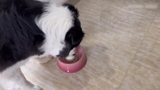 When your puppy is ready to eat, let him wait a while and see how he reacts.