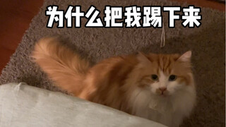 当我不小心把我的猫踢下床…