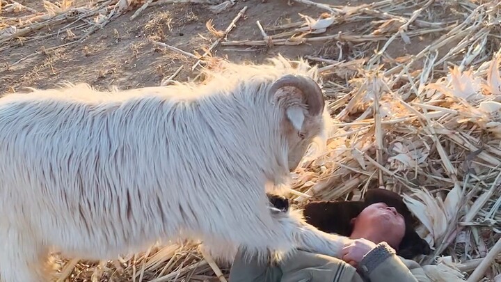If you don’t give it food, the gluttonous sheep will just take matters into its own hands!