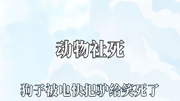 Hóa ra động vật cũng biết “xã hội chết”? Lừa không phải là không cười, mà là điểm hài hước của nó qu