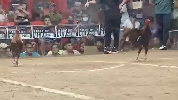 2hits ulotan win smc. bulik