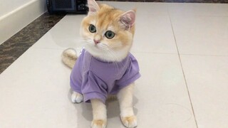 Cute Cat - Bé Mèo Con Dễ Thương Mới Ngủ Dậy - Kittens - Cute