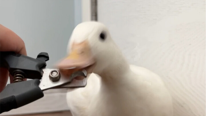 Nail clipping duck