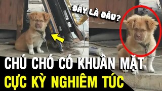 Tin 3 Phút: Chú Chó Có Khuân Mặt NGHIÊM TÚC Khiến Ai Cũng Phải Té Ngửa | Tin Khét Đấy