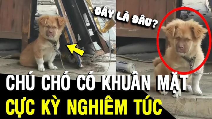 Tin 3 Phút: Chú Chó Có Khuân Mặt NGHIÊM TÚC Khiến Ai Cũng Phải Té Ngửa | Tin Khét Đấy