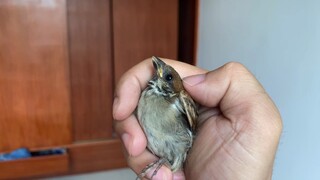 Một con chim sẻ bay vào phòng, tôi bắt được nó rồi mát-xa cho nó, đến lúc thả ra thì nó lại không nỡ
