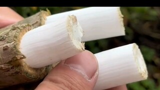 通草除了能作为药材，它还可以制作永生花，通草花的制作是传承了两千年的非遗技术