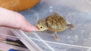 【Animal Circle】I'm never teasing tortoises with my fingers again