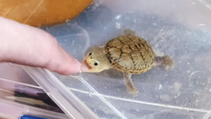 【Animal Circle】I'm never teasing tortoises with my fingers again